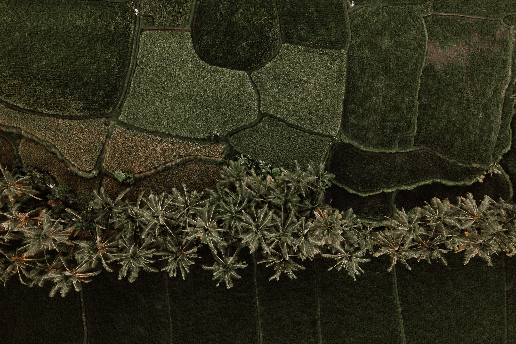 ubud engagement drone-2